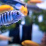 Established Aquarium And Pond Installation Store- Only $125K! - Almost Infinite Upside Here!